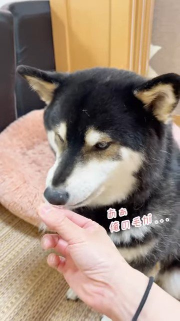 飼い主の手のにおいを嗅ぐ犬