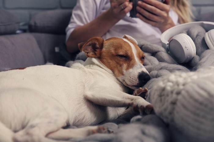 飼い主の足の上で眠る犬