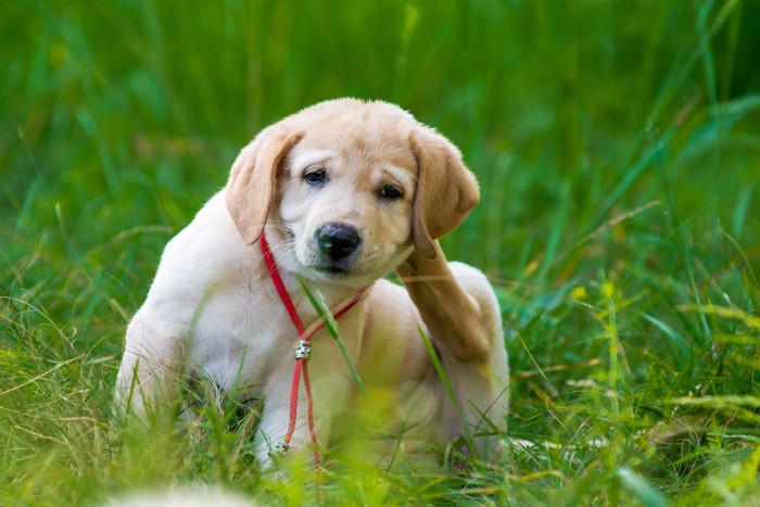 体をかいている子犬