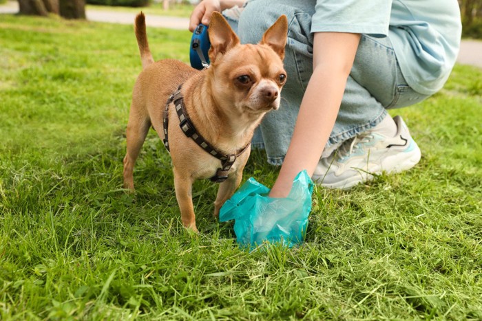 犬のウンチを回収する飼い主