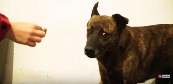 人の動きを警戒する犬