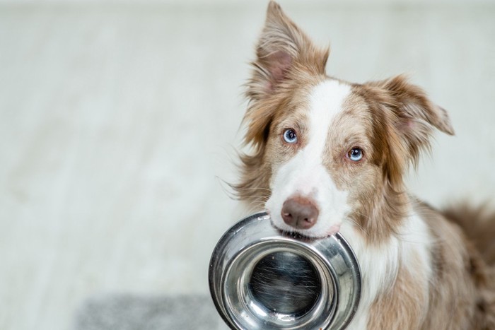 空のフードボウルをくわえる犬