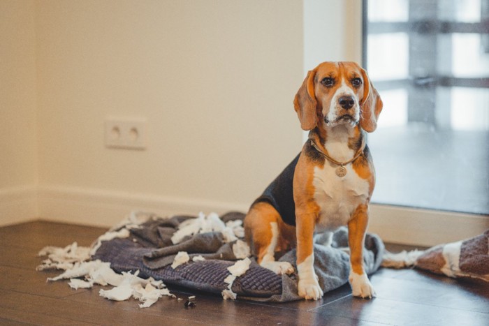 ベッドをボロボロにする犬