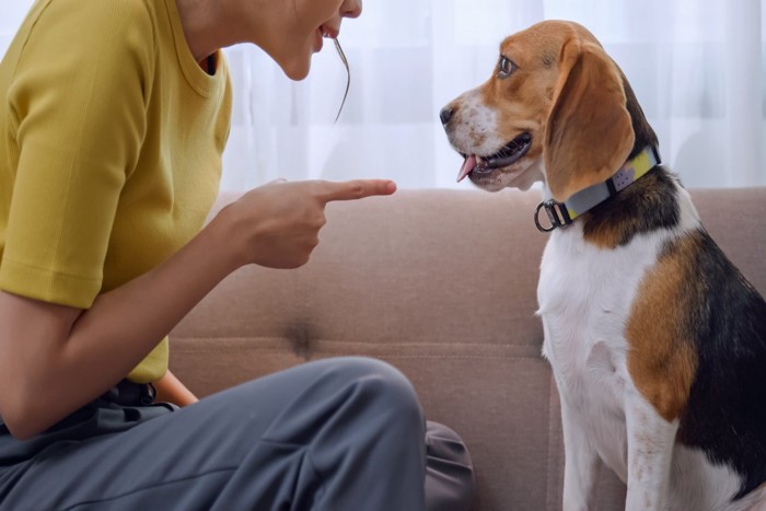 犬を叱る女性