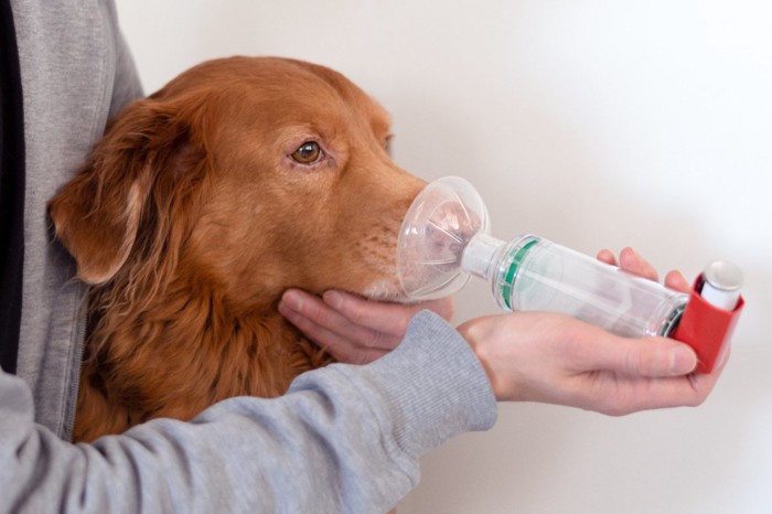 インヘイラーを使っている犬