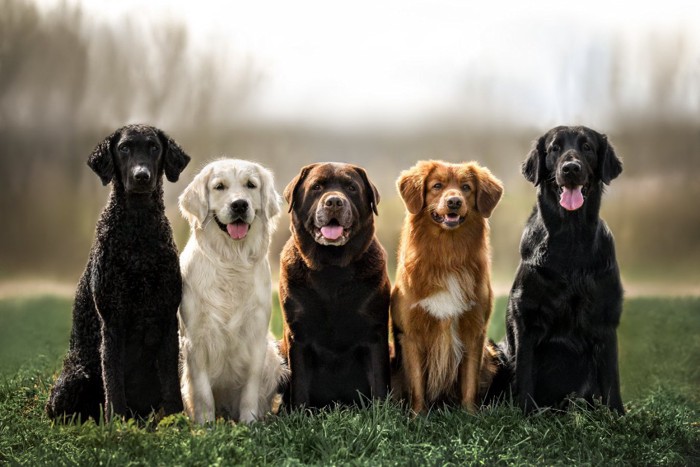 5頭のレトリーバー犬種