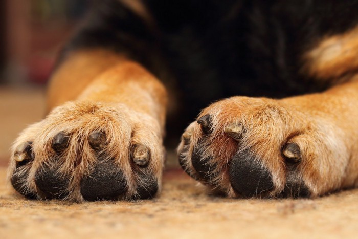 犬の足先