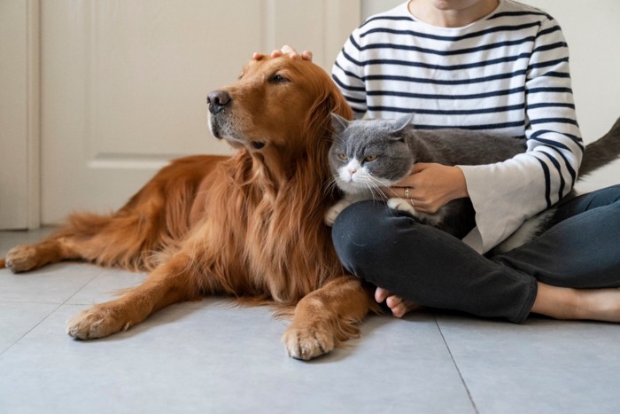 ゴールデンレトリーバーと猫と一緒に座る飼い主