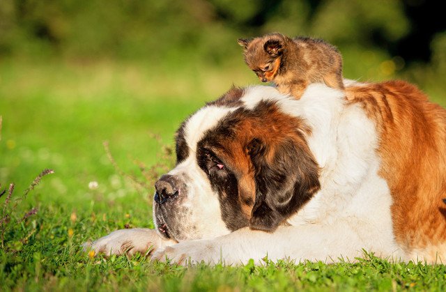 セントバーナードと子猫