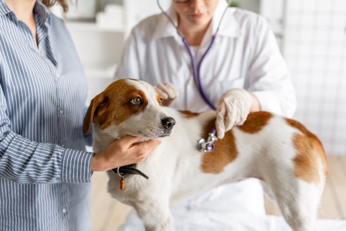 病院で獣医師に診察される犬