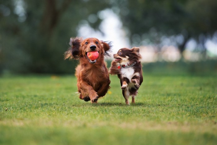 ボールを持って走る犬