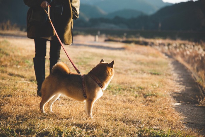 枯れた芝生、散歩中の柴犬