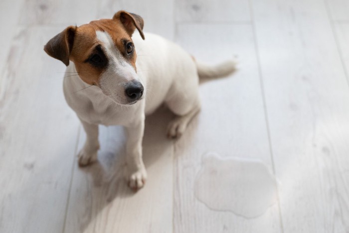 申し訳なさそうな犬