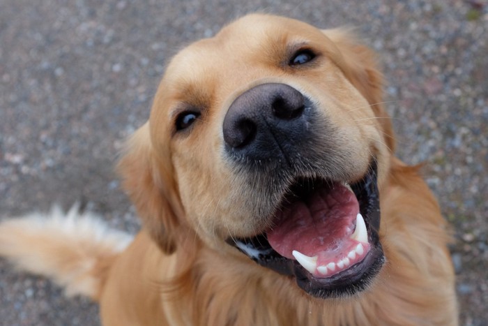 笑顔で見上げる犬