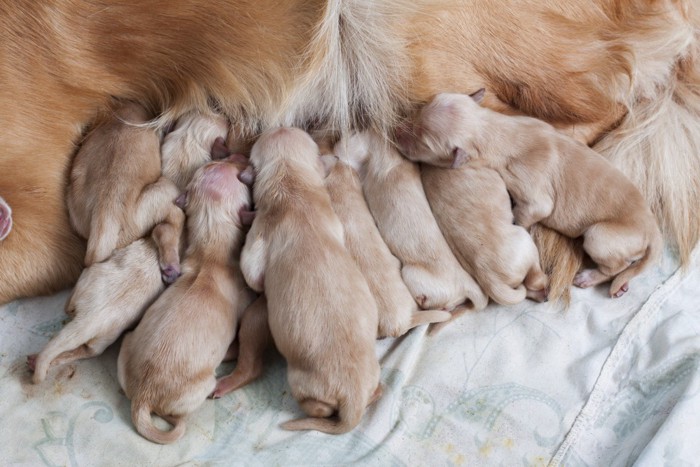 生まれたばかりのゴールデンレトリーバーの子犬たち