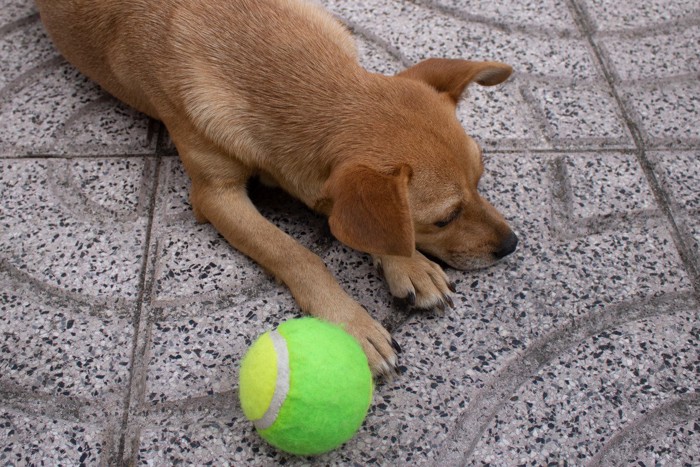 テニスボールの横に伏せる茶の犬