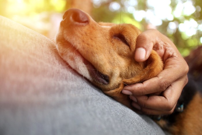 お腹の上で甘える犬