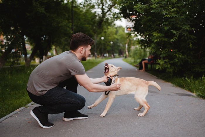 人に向かってほえる犬