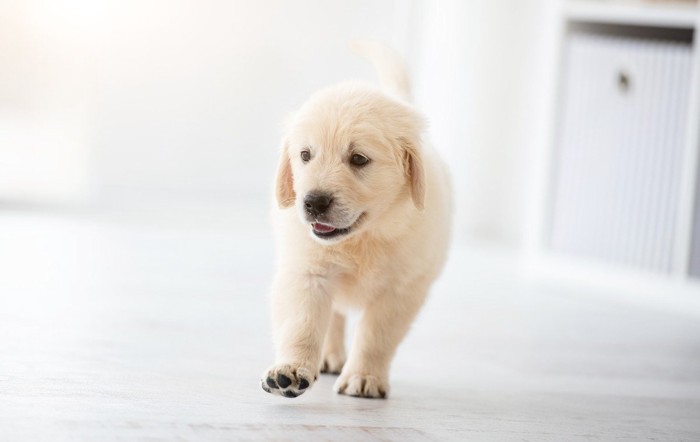 歩いてくる子犬