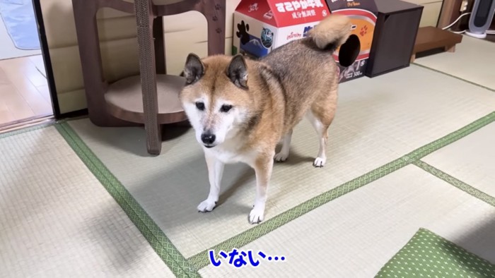 和室で斜め下を向いている柴犬