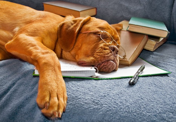 勉強に疲れて眠る犬
