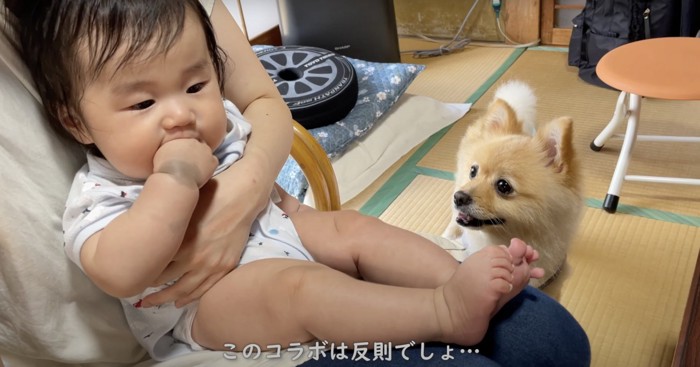 座る赤ちゃんを見つめる犬