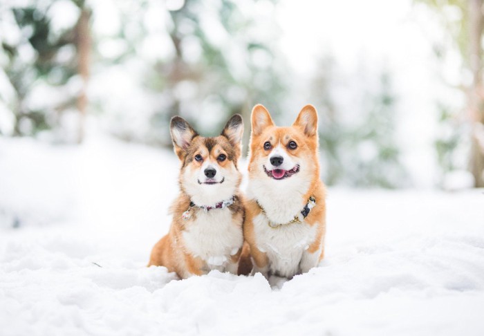 雪の中の犬