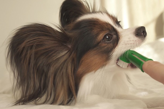 歯磨きする犬