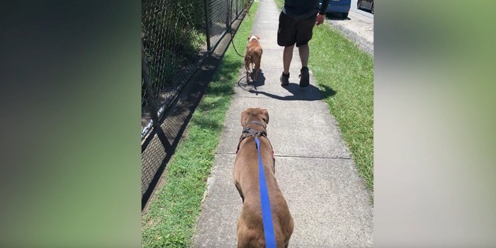 並んで歩く犬