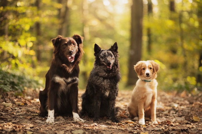 3頭の犬