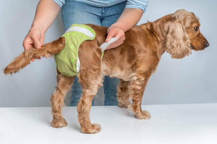 マナーベルトを着ける犬