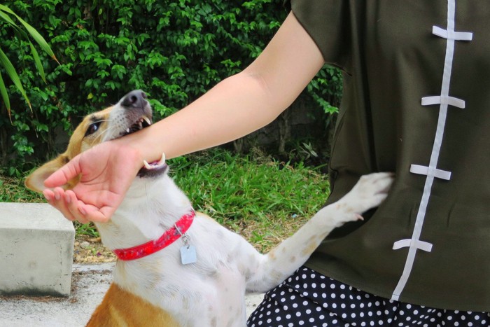 飼い主の腕に噛みつく犬