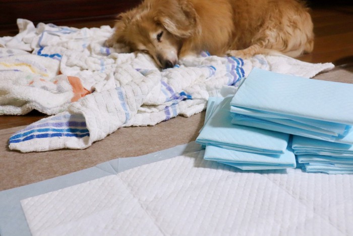 寝ている犬とトイレシーツ