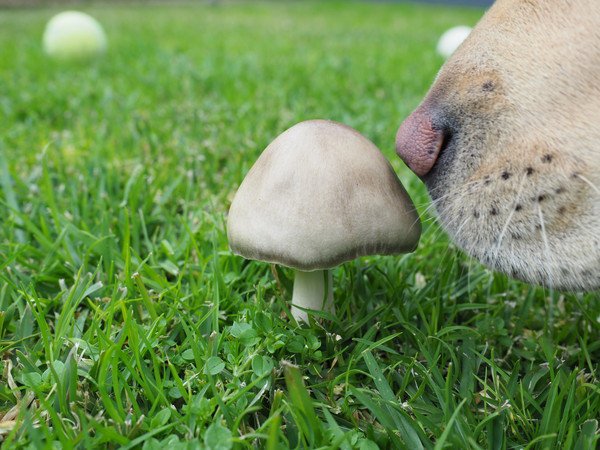 マッシュルームの匂いをかぐ犬