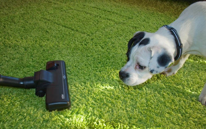 掃除機に近づく犬