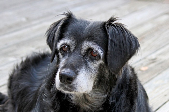 顔が白くなった黒いシニア犬