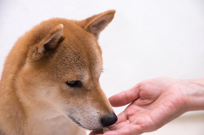 柴犬に手で食べ物を与える様子