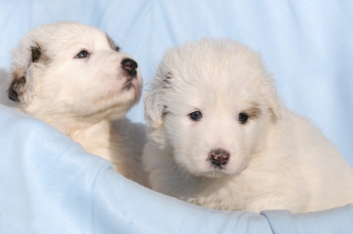 かごの中の2匹の子犬