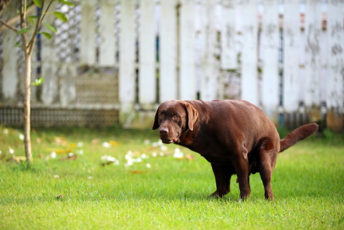 ウンチする犬