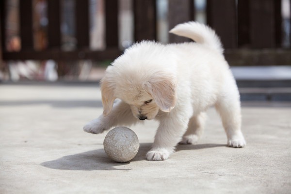 室内で遊ぶ犬