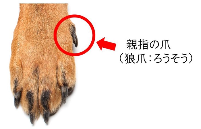 犬の親指の爪