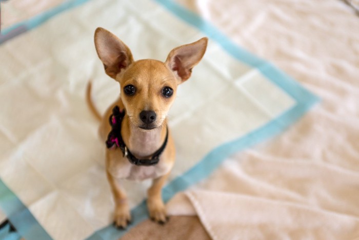 広々としたトイレシートと犬