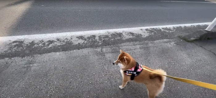 お散歩中の柴犬