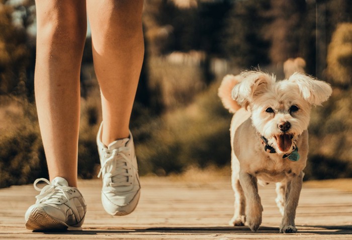 リードを付けず散歩する犬