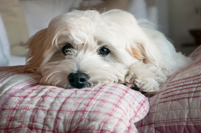 体調が悪そうな犬