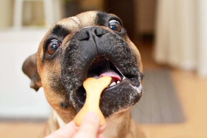 おやつを食べる犬