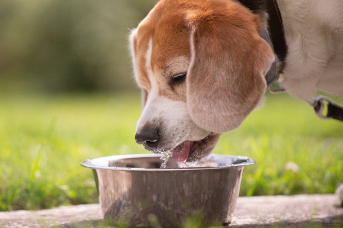 お皿の水を飲む犬