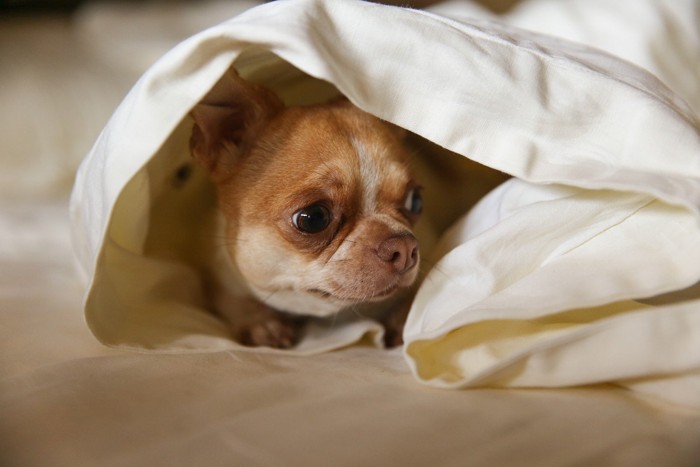 布に隠れる犬