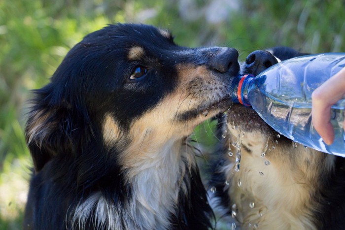 水飲み中の犬