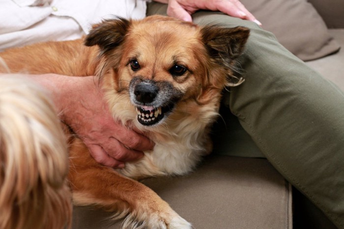 歯を剥き出して唸る犬